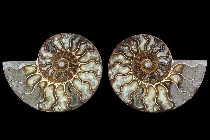 Cut & Polished Ammonite Fossil - Agatized #91154